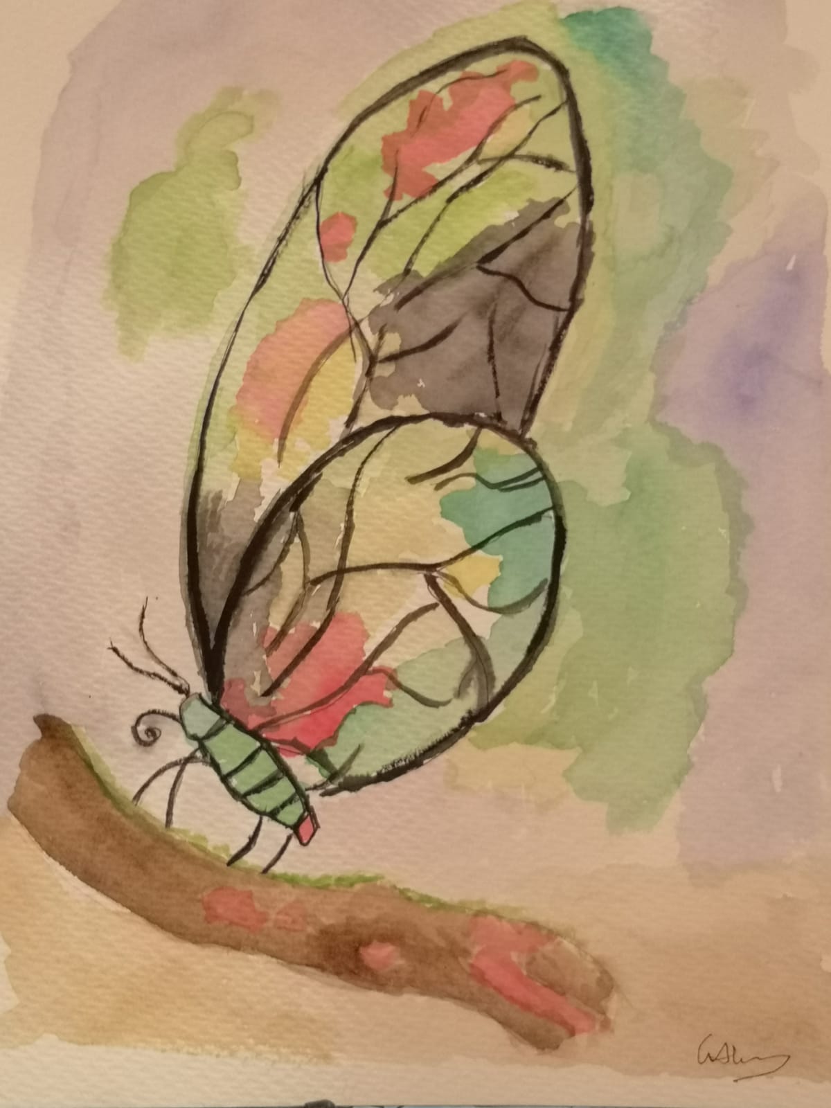 acuarela-mariposa-ombligo de Venus-confluenciade ideas